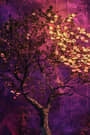 Prompt image